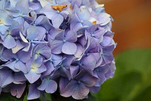 蓝紫色绣球花特写