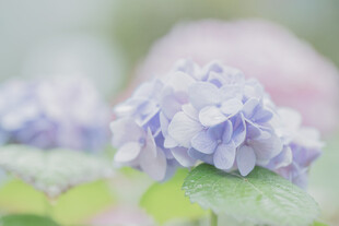 淡紫色绣球花特写