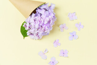 紫色绣球花散落的浪漫