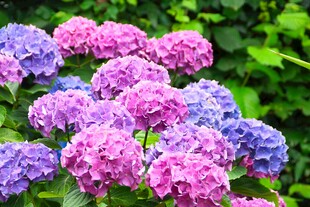 多彩绣球花绽放