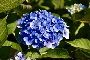 蓝色绣球花绽放