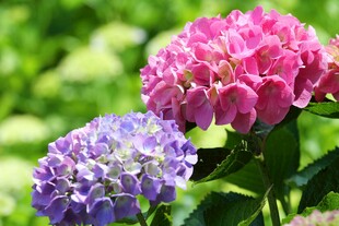 多彩绣球花绽放于绿意间