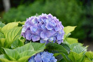 紫色绣球花绽放绿叶间