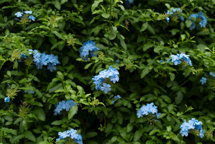 蓝花绿叶的繁茂植物景观