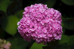 粉色绣球花特写