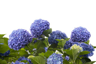 蓝色绣球花绽放