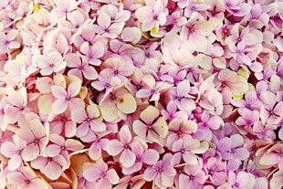 粉色绣球花特写