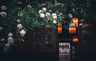 古雅灯笼映繁花景致