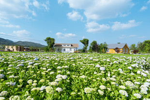 田园白花美景