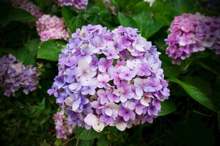 美丽绣球花绽放
