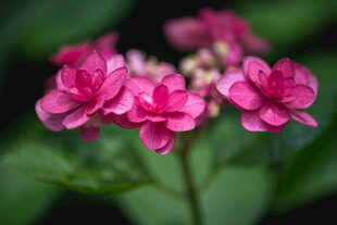 娇艳粉色花卉特写