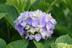 紫色绣球花绽放绿叶间