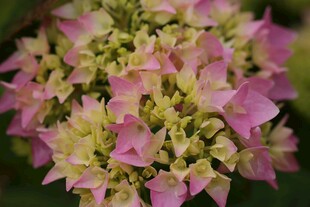 粉色绣球花特写