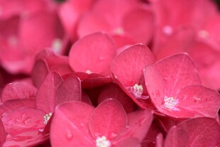 娇艳欲滴的粉红色绣球花