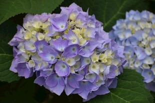 淡紫色绣球花特写