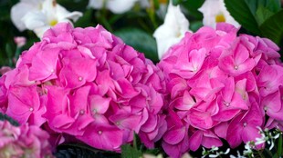 娇艳粉色绣球花绽放