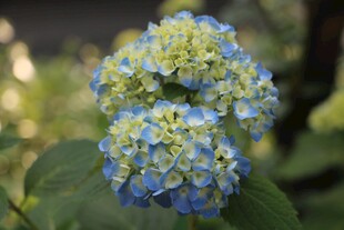 蓝绿绣球花特写