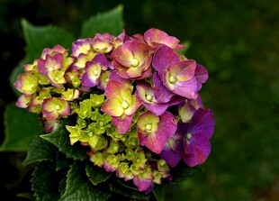 多彩绣球花绽放