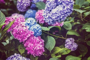 多彩绣球花绽放