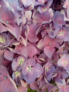 紫色绣球花特写