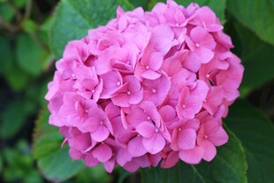 娇艳粉色绣球花特写
