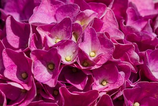 艳丽紫绣球花绽放