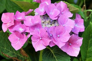 娇艳粉色绣球花特写