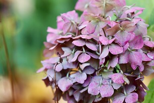 美丽紫色绣球花特写