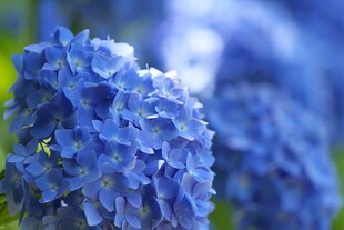 蓝绣球花绽放