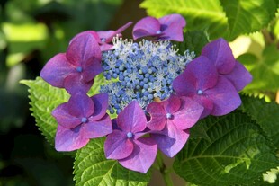紫色绣球花特写