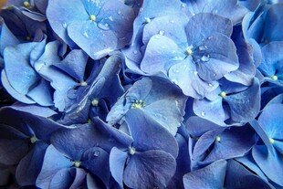 蓝色绣球花特写