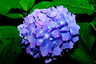 蓝紫色绣球花绽放