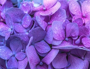 紫色绣球花瓣特写