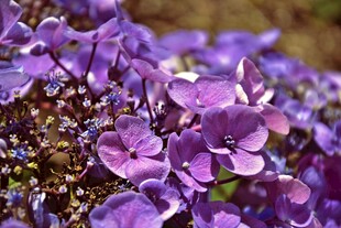 紫色绣球花特写