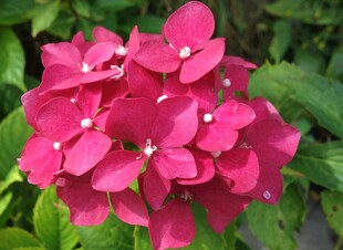 艳丽玫红绣球花