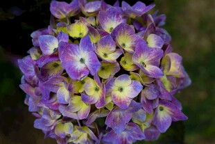 紫色绣球花特写