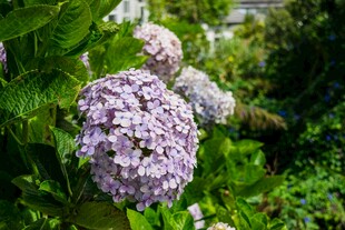 紫色绣球花绽放于绿意中