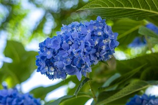蓝色绣球花绽放