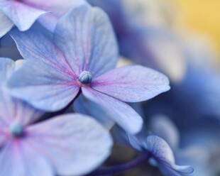 淡紫色绣球花特写