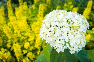 白色繁花与金黄花丛相映