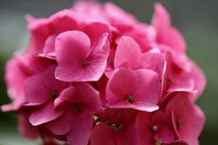 娇艳粉色绣球花特写