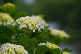 清新绣球花绽放