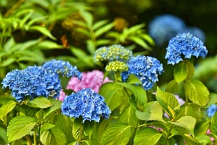 蓝粉绣球花绽放于绿叶间