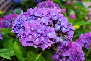 紫色绣球花特写