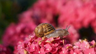 蜗牛栖于娇艳花丛中