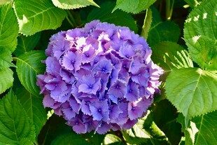 紫色绣球花绽放