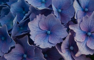 梦幻蓝紫色绣球花特写