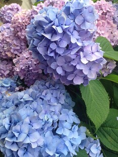 梦幻绣球花绽放