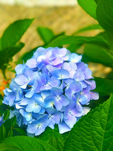 蓝紫色绣球花绽放