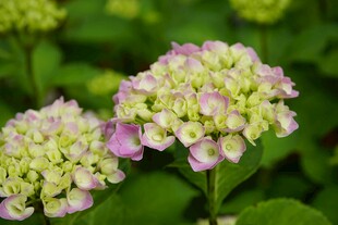 淡粉绣球花绽放